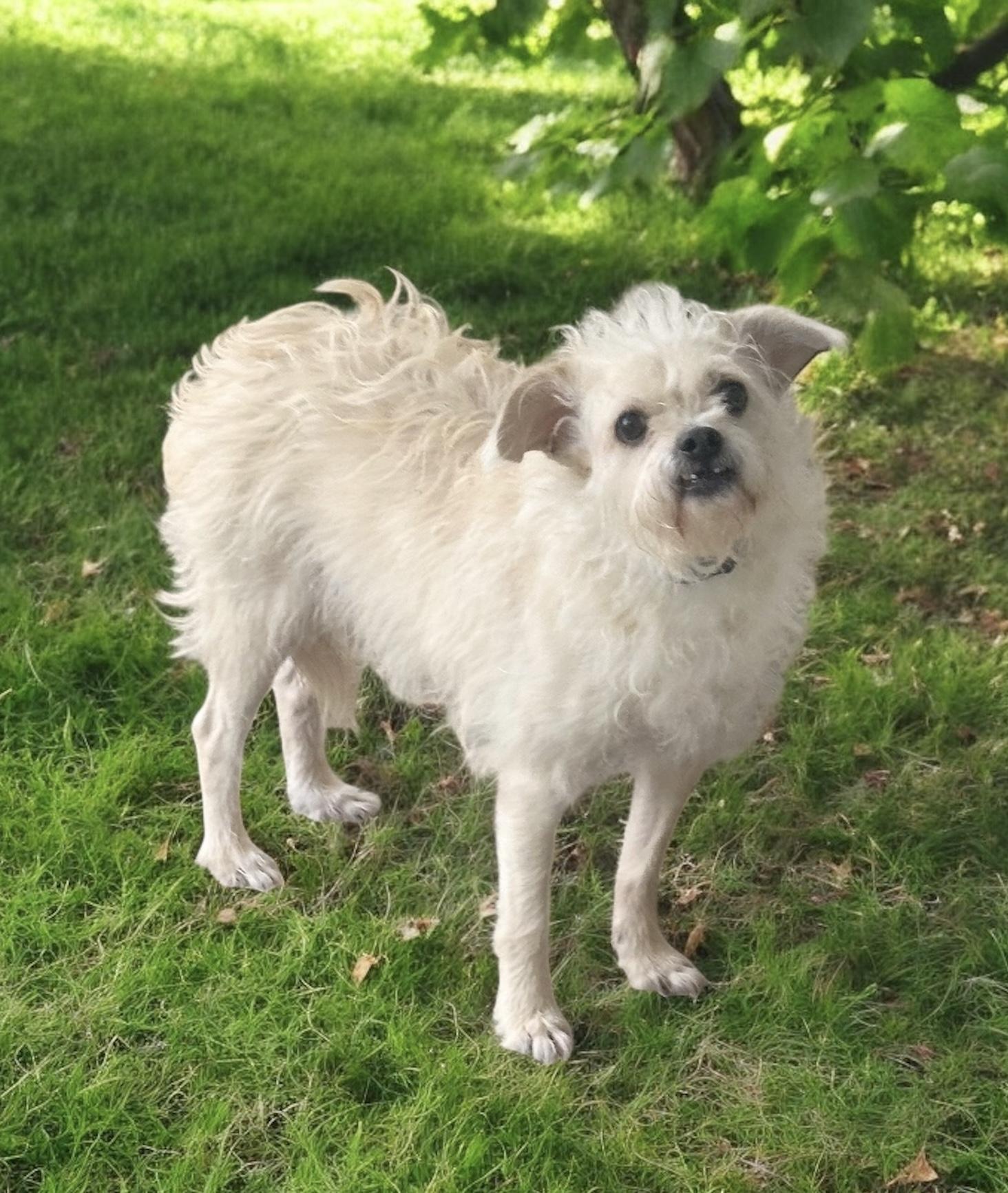Joe, a Adopted mixed breed in Bellingham, WA image 4/4