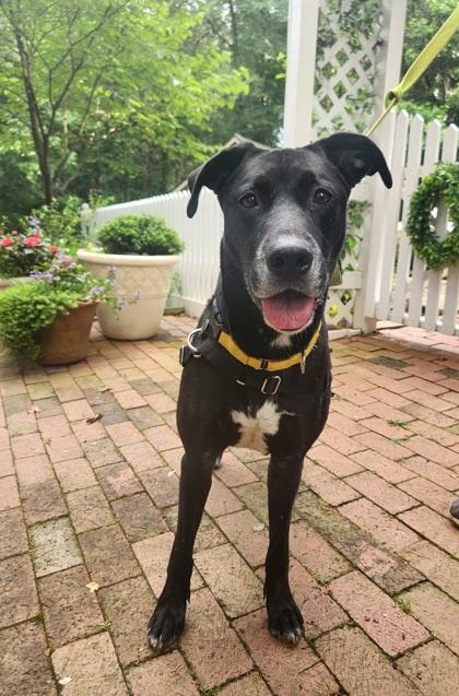 Enlarge Power Girl -IN FOSTER, a Adoptable Mixed Breed in Chamblee, GA image 1/6