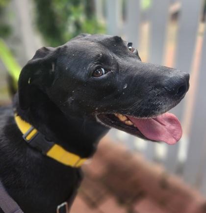 Enlarge Power Girl -IN FOSTER, a Adoptable Mixed Breed in Chamblee, GA image 4/6