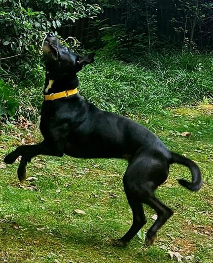 Enlarge Power Girl -IN FOSTER, a Adoptable Mixed Breed in Chamblee, GA image 2/3