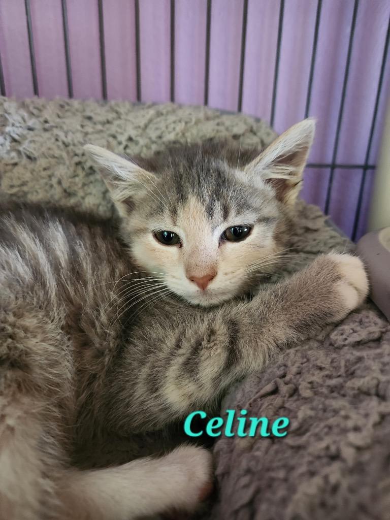 Enlarge Celine, a Adopted mixed breed in Cambridge, MD image 1/1