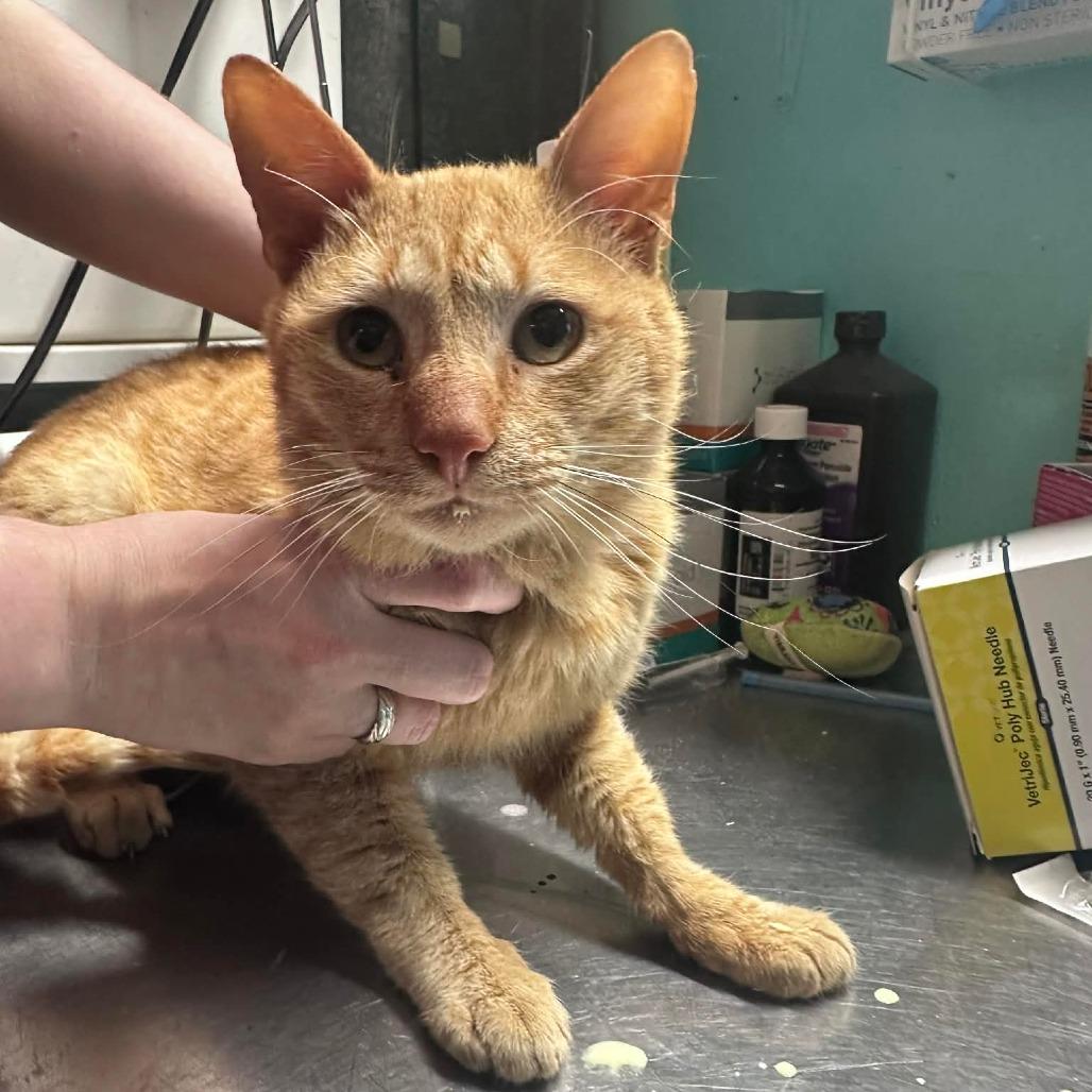 Winston, ADOPTABLE, Adult Male Domestic Short Hair.