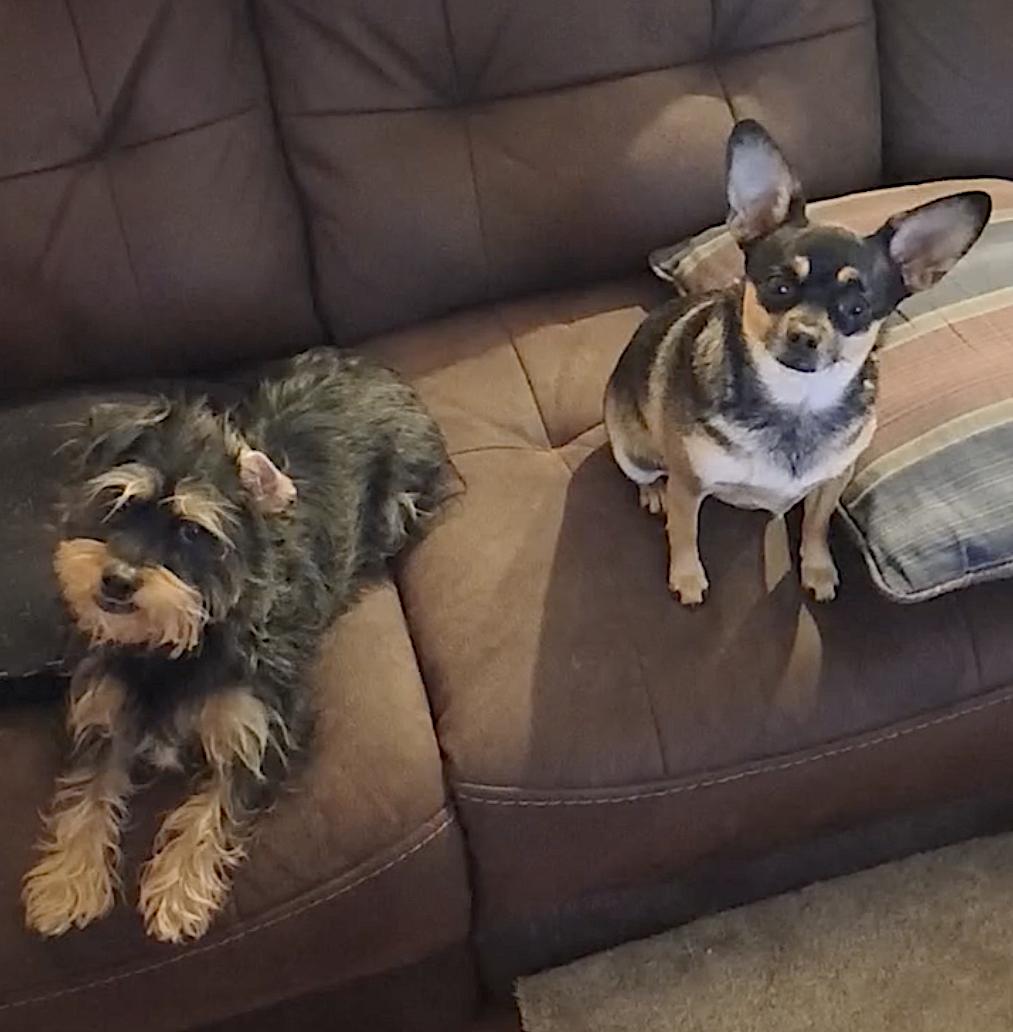 Buddy and Chica — thumbnail 3