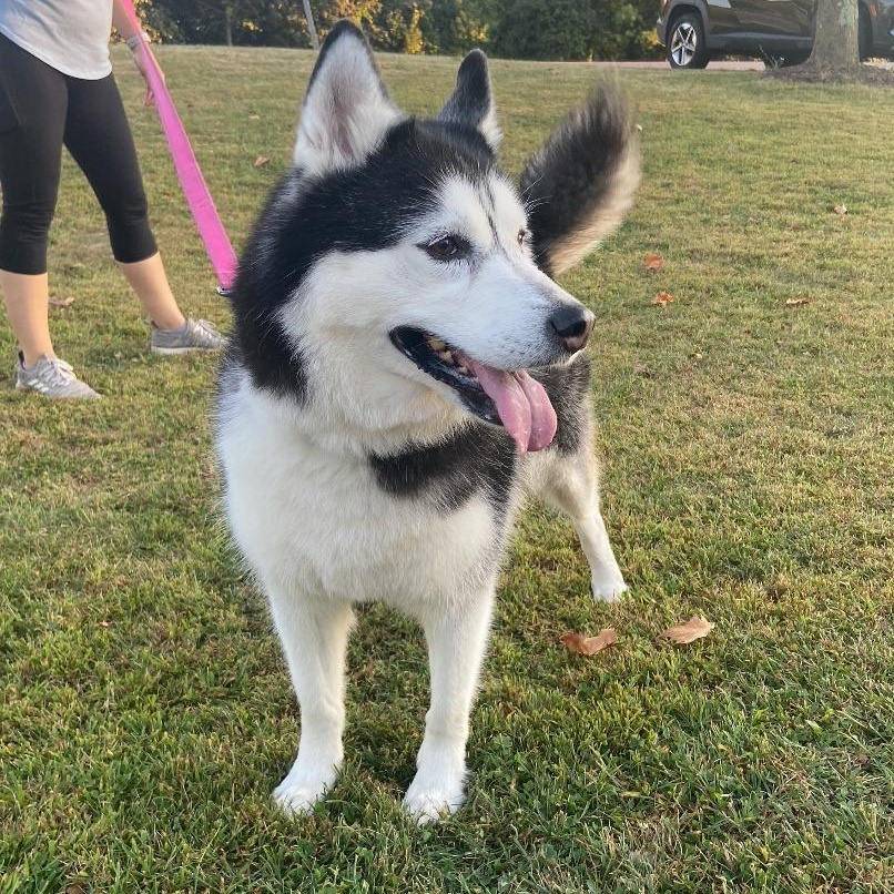 Enlarge Luna, a Adoptable mixed breed in Breinigsville, PA image 2/4
