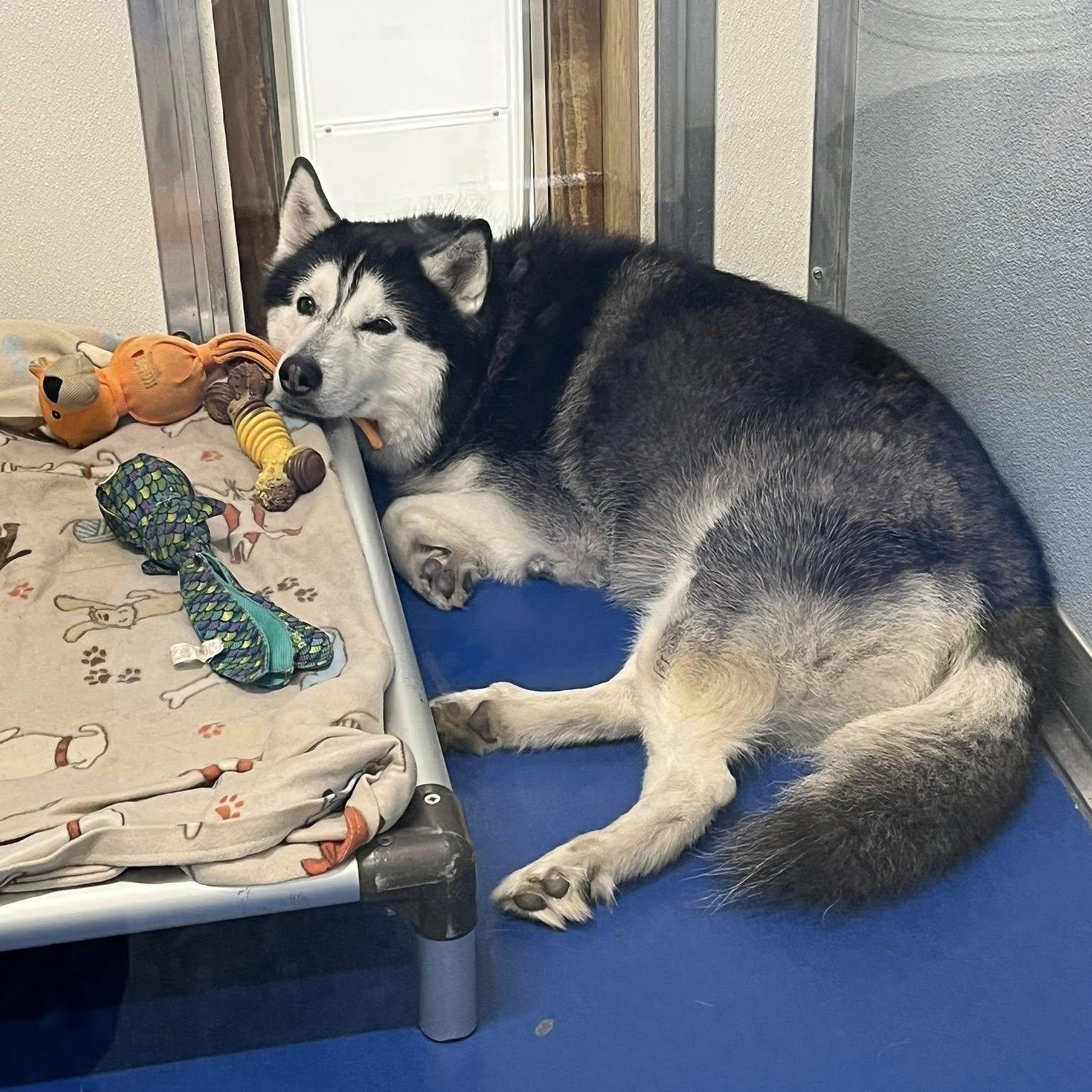 Enlarge Luna, a Adoptable mixed breed in Breinigsville, PA image 4/4