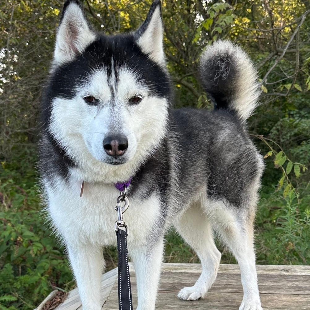 Enlarge Luna, a Adoptable mixed breed in Breinigsville, PA image 1/4