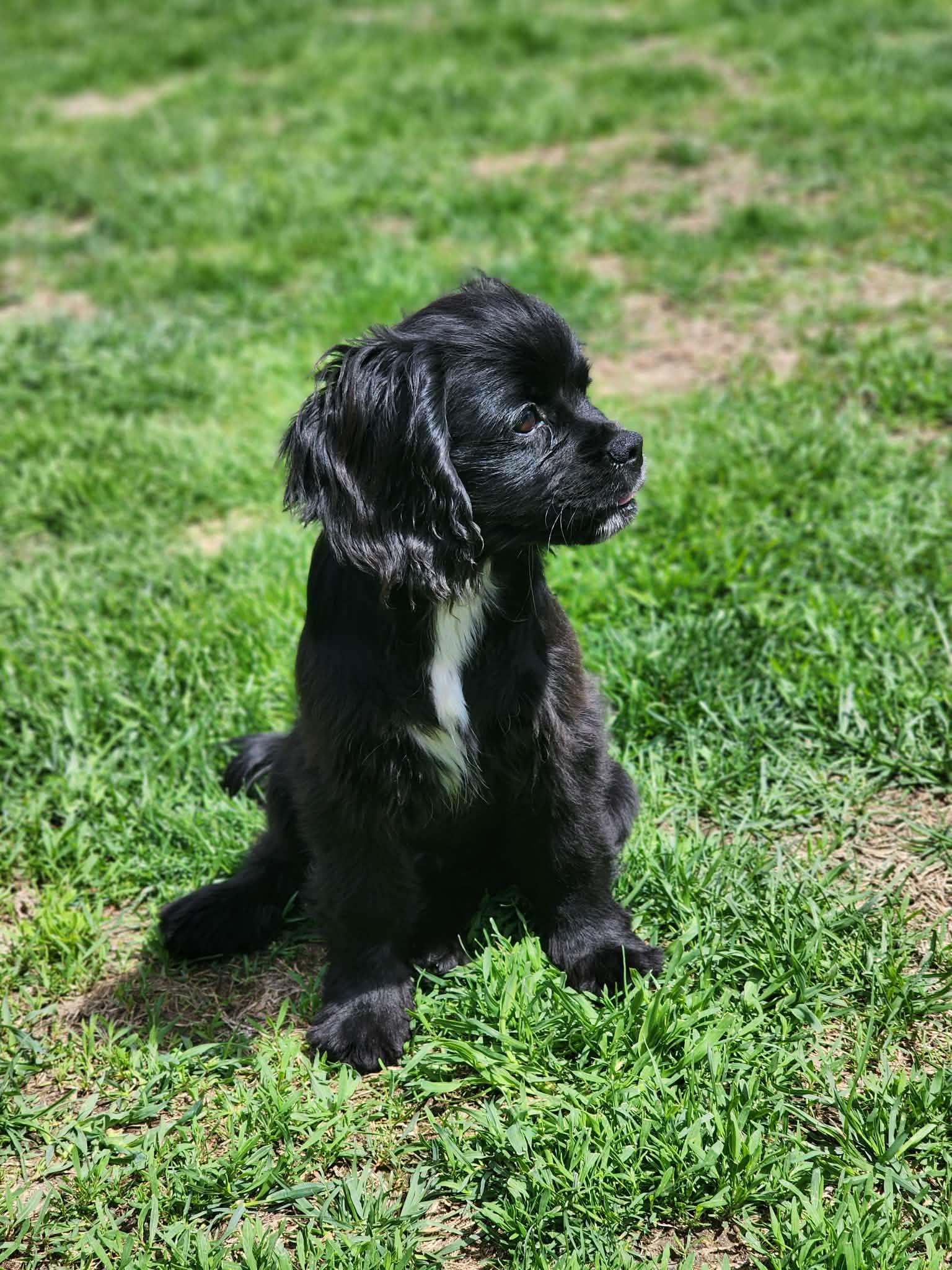 Meeny, adopted, Puppy Male Cocker Spaniel & Cavalier King Charles Spaniel.