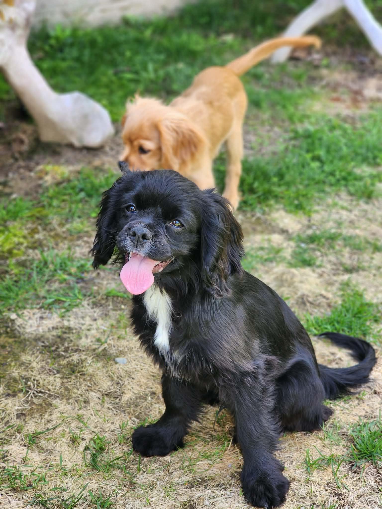 Enlarge Meeny, an adopted mixed breed in Brunswick, ME image 2/2