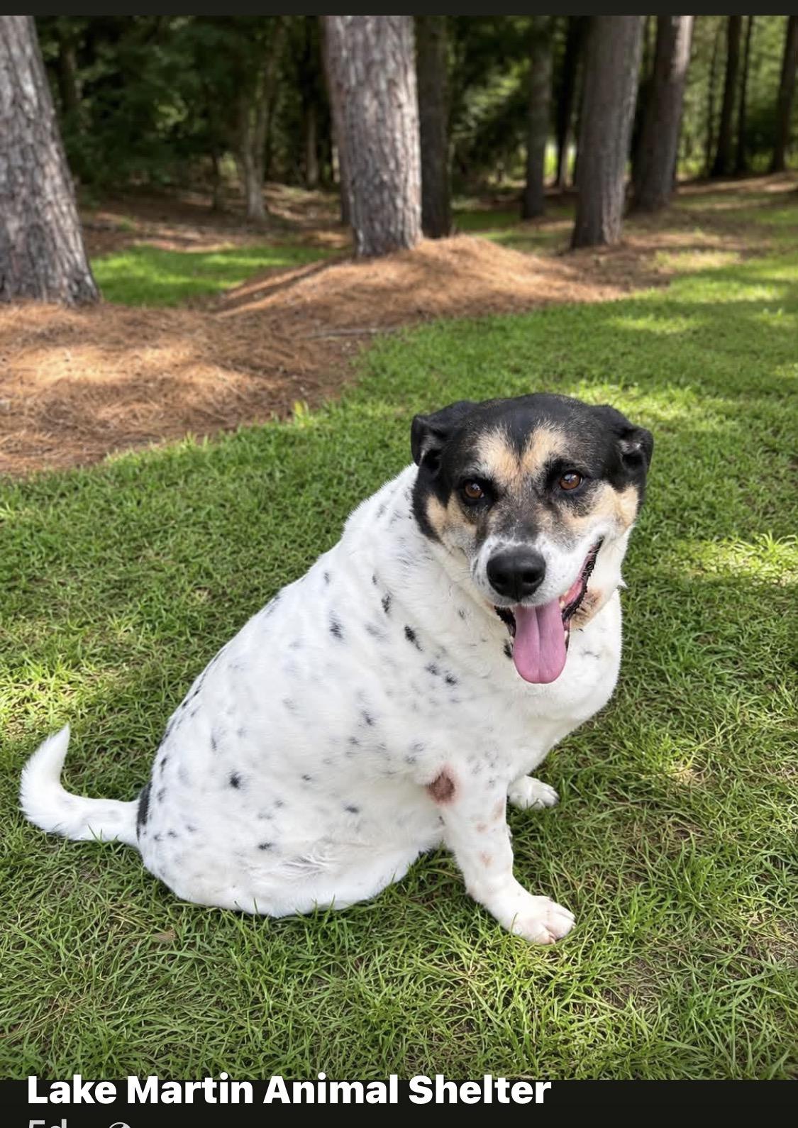 Albert, Adopted, Adult Male Australian Cattle Dog / Blue Heeler.