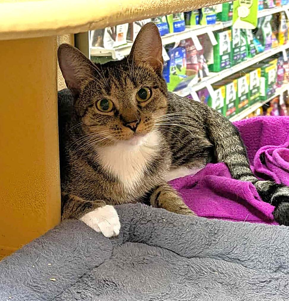 Enlarge ATHENA GRANT, a Adoptable mixed breed in City of Industry, CA image 3/6