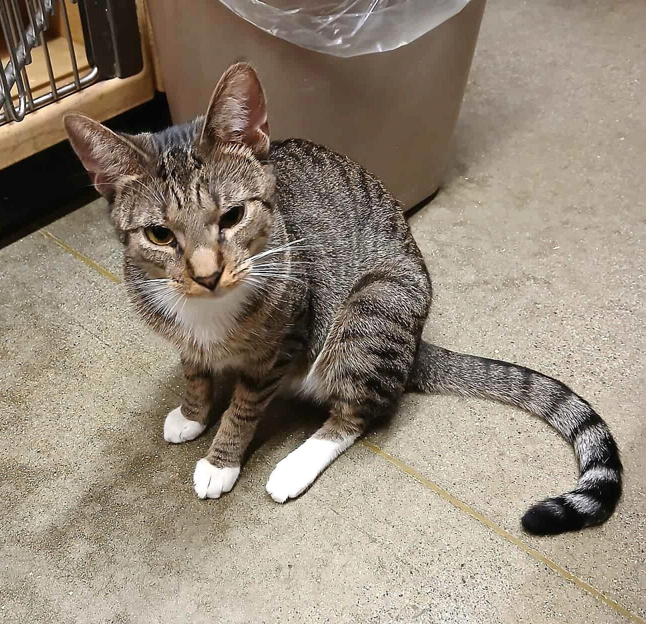 Enlarge ATHENA GRANT, a Adoptable mixed breed in City of Industry, CA image 5/6