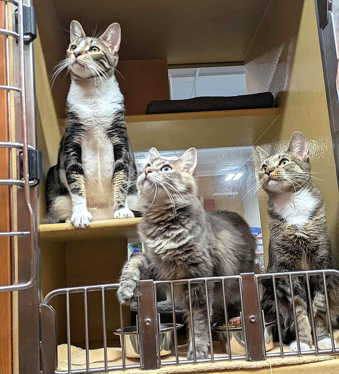 Enlarge ATHENA GRANT, a Adoptable mixed breed in City of Industry, CA image 2/6