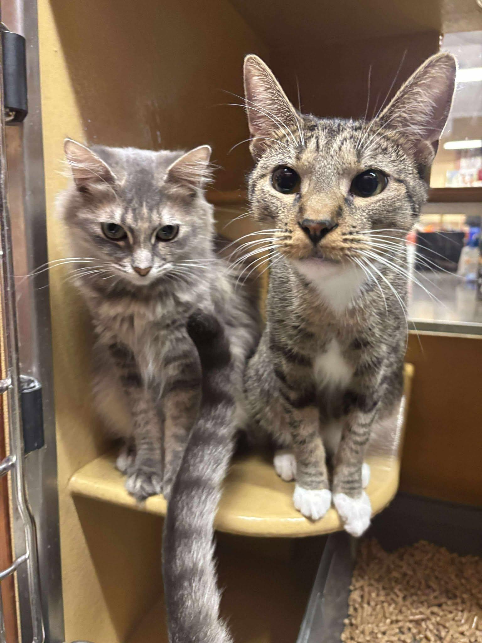 Enlarge ATHENA GRANT, a Adoptable mixed breed in City of Industry, CA image 4/6