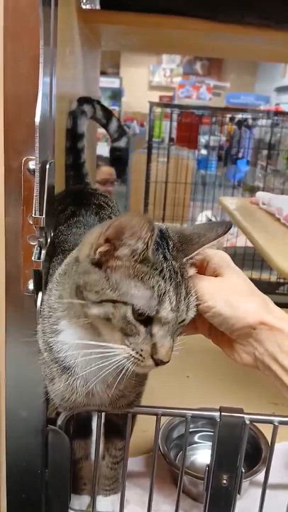 Enlarge ATHENA GRANT, a Adoptable mixed breed in City of Industry, CA video 6/6