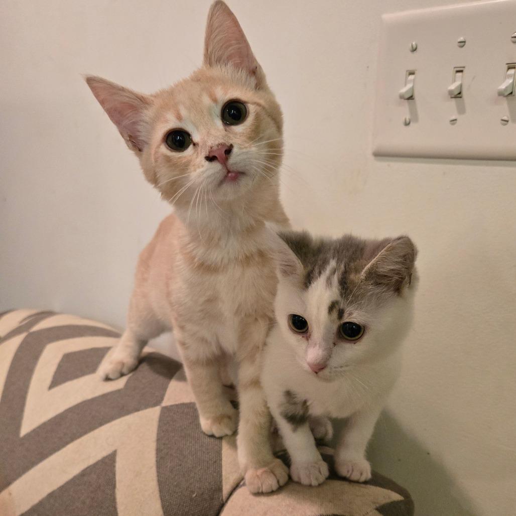 Betty - Located in Parsonsburg, MD, Adoptable, Kitten Female Domestic Short Hair.