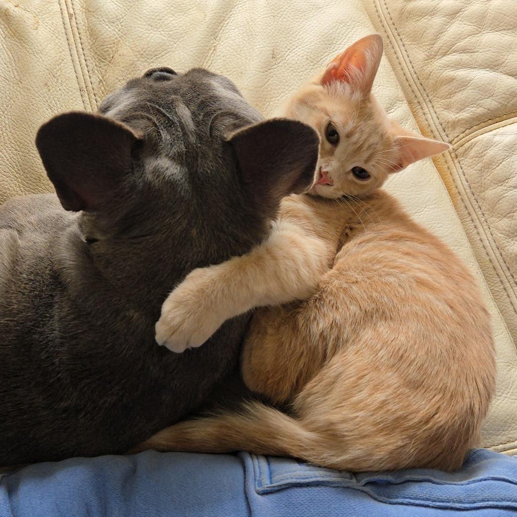 Enlarge Betty - Located in Parsonsburg, MD, a Adoptable Domestic Short Hair in Woodbridge, VA image 2/5