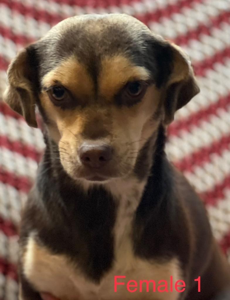 Enlarge GRETTA, a Adopted mixed breed in Crossville, TN image 1/1