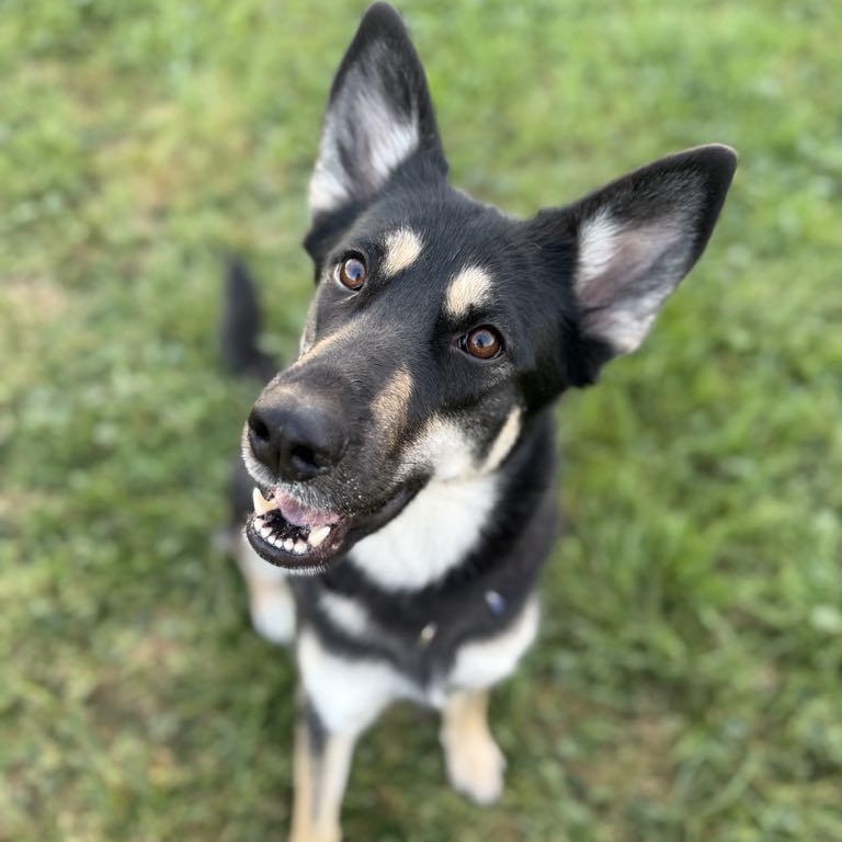 Sunny, Adult Female German Shepherd Dog