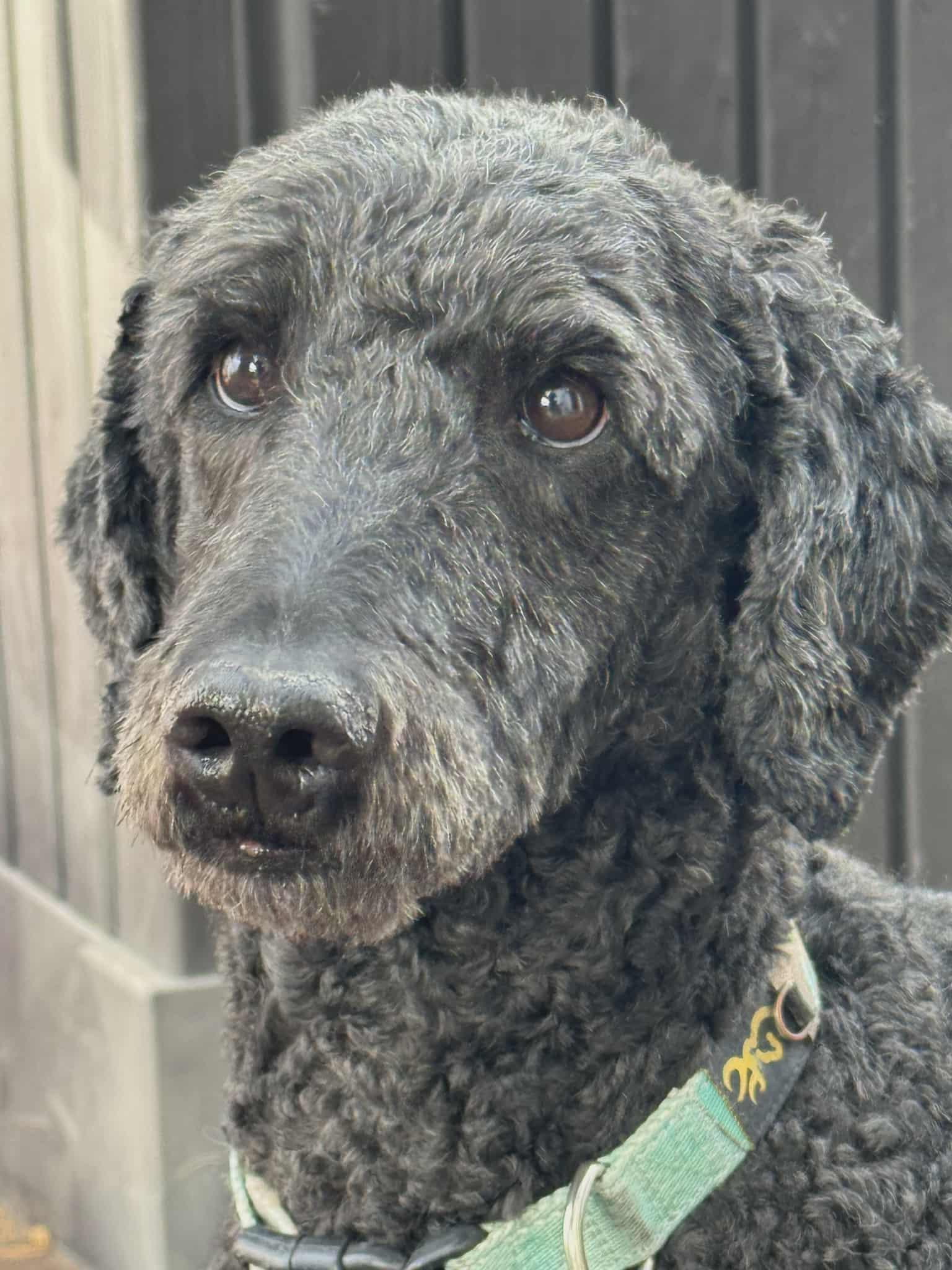 Norman, a ADOPTABLE Standard Poodle in Winnipeg, MB image 3/3