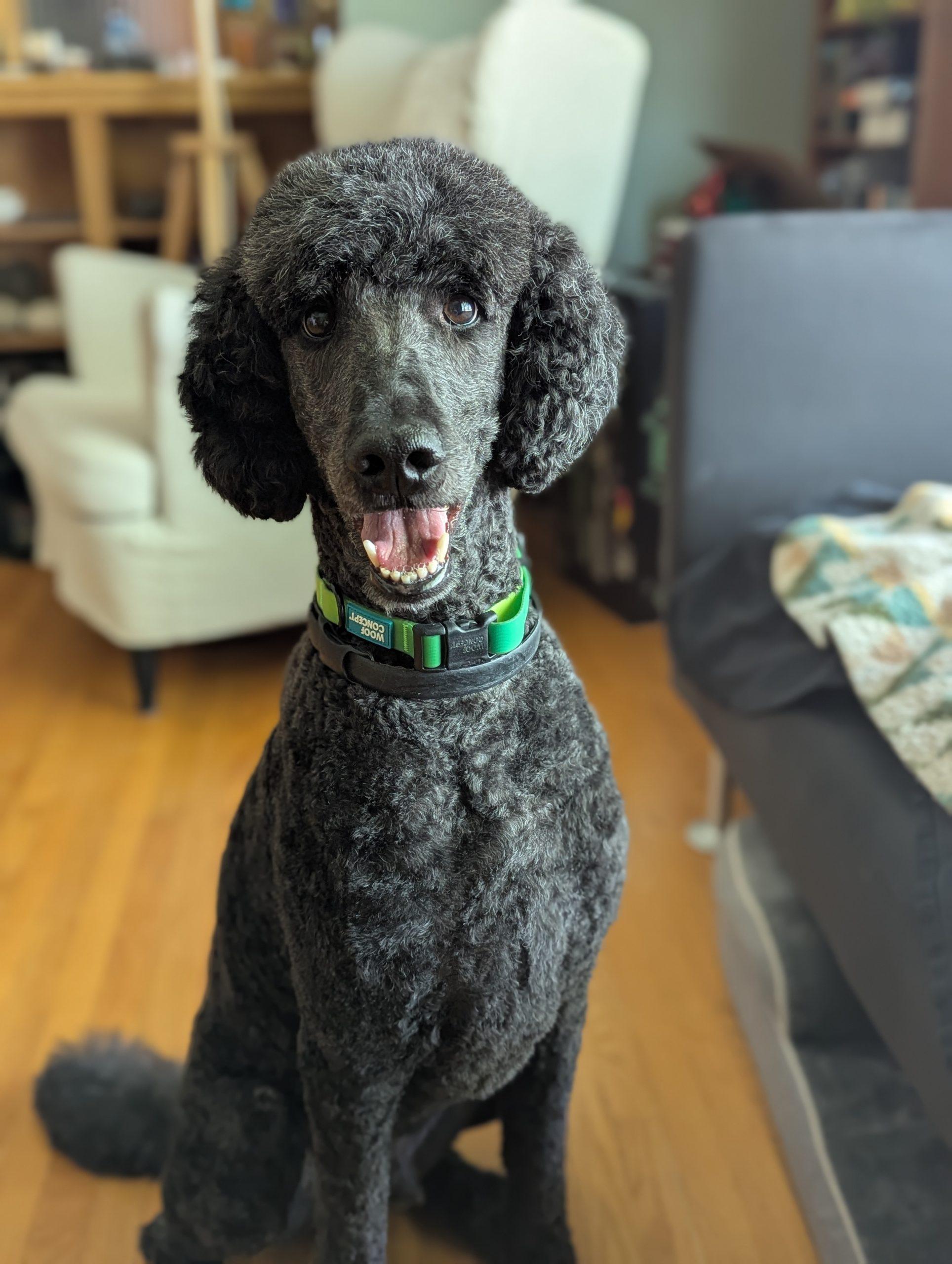 Norman, a ADOPTABLE Standard Poodle in Winnipeg, MB image 1/3