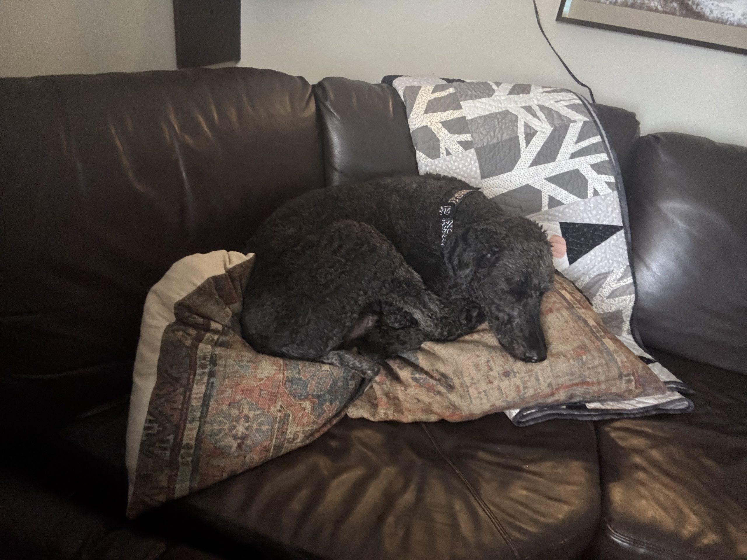 Norman, a ADOPTABLE Standard Poodle in Winnipeg, MB image 2/3