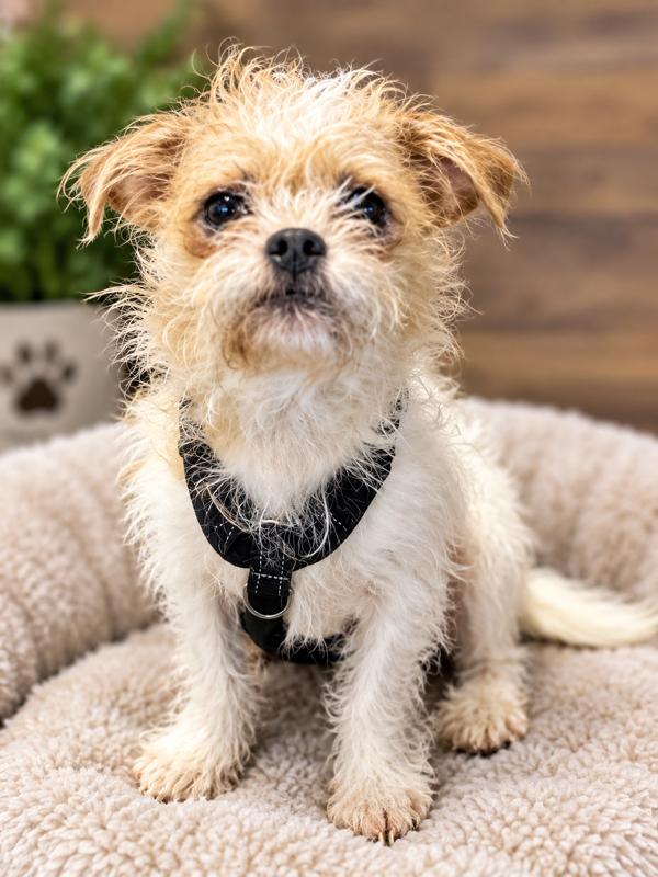 Enlarge JoJo, a Adoptable Brussels Griffon in Greenville, SC image 1/1