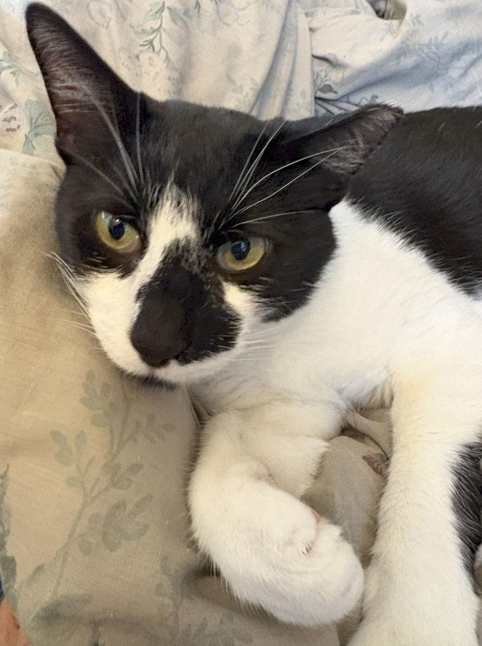 Enlarge milkweed, a Adoptable mixed breed in San Jose, CA image 1/2