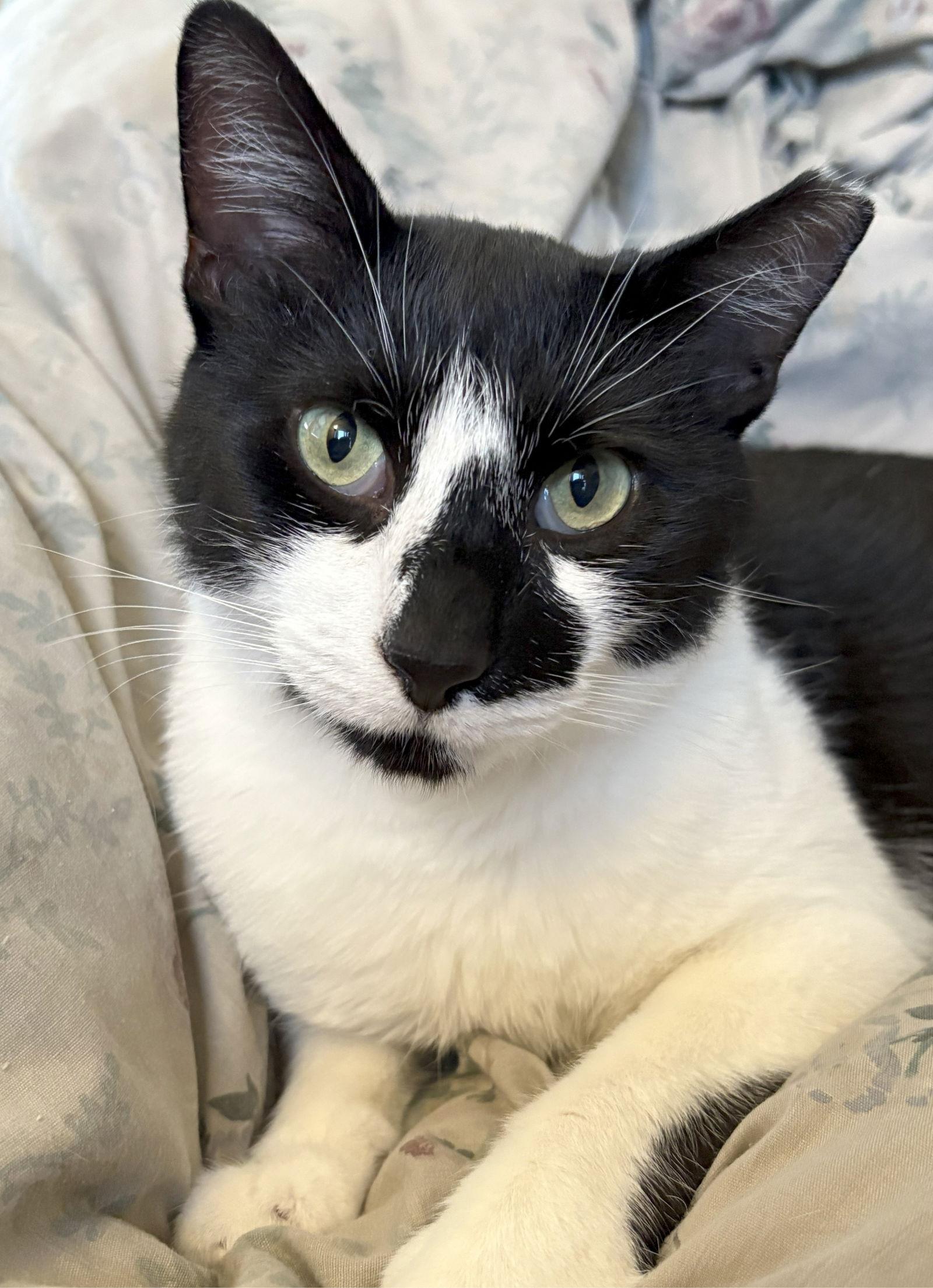 Enlarge milkweed, a Adoptable mixed breed in San Jose, CA image 2/2