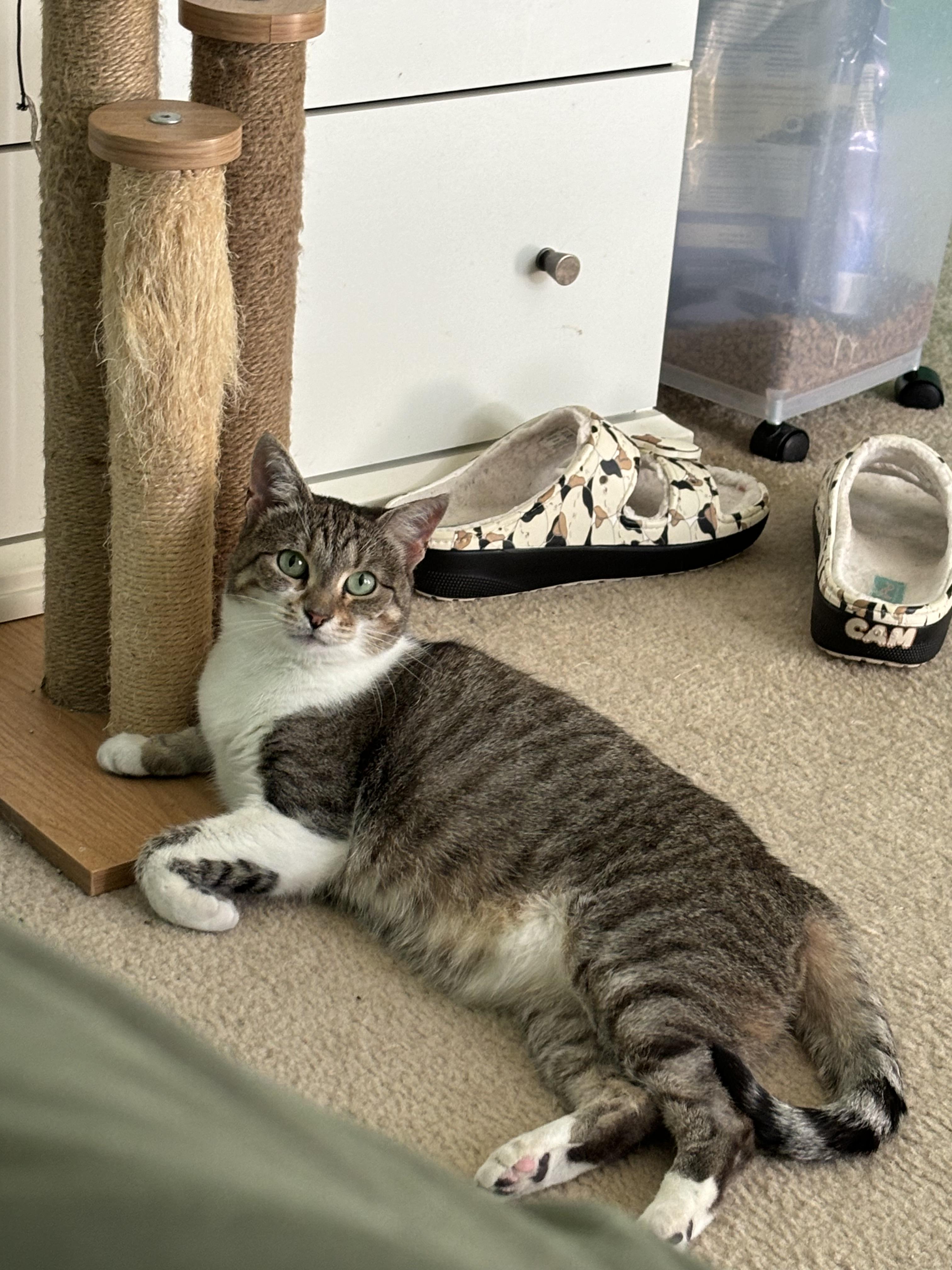 Enlarge Neela , a Adoptable Domestic Short Hair in Wesley Chapel, FL image 3/6