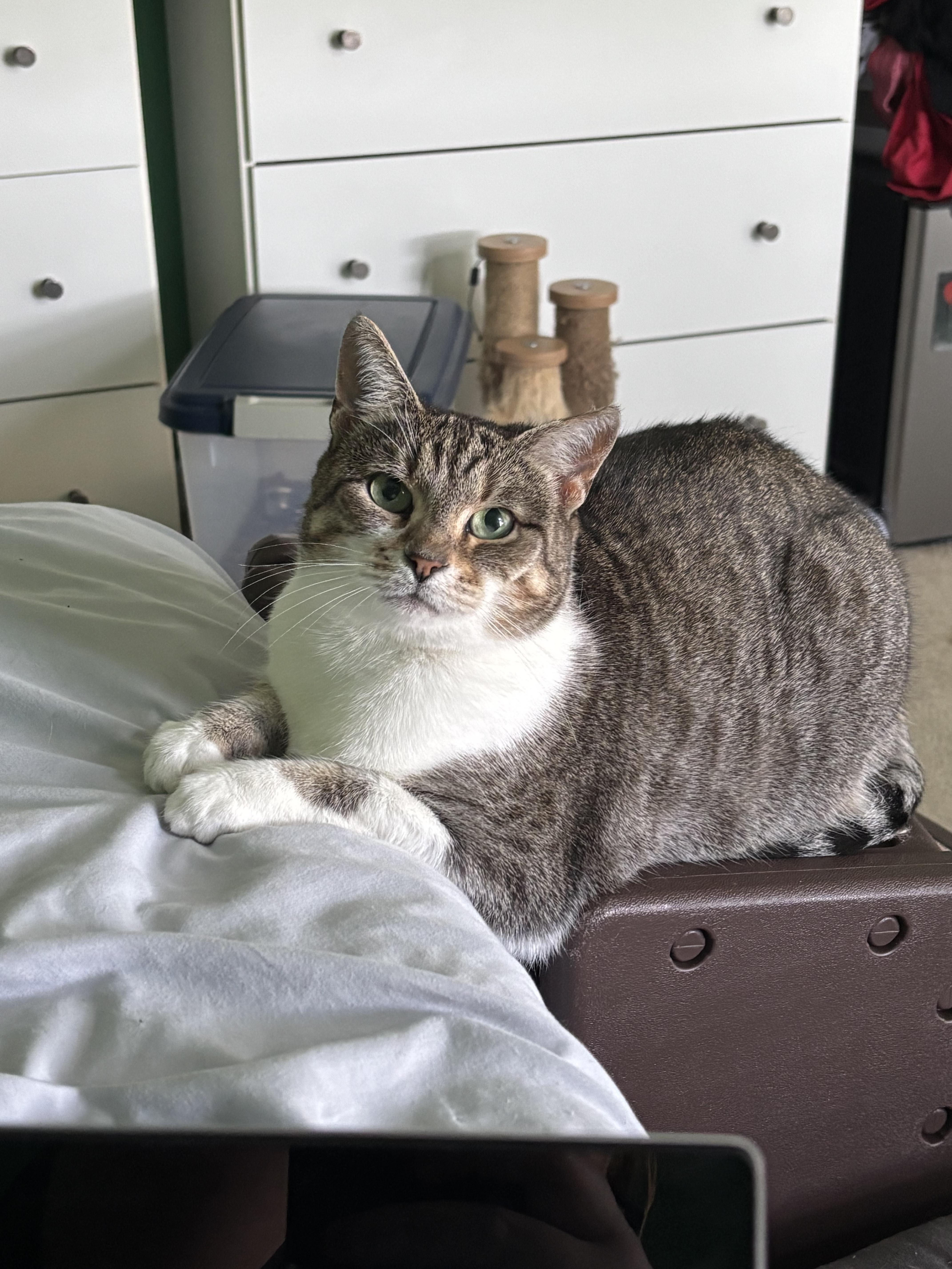 Enlarge Neela , a Adoptable Domestic Short Hair in Wesley Chapel, FL image 2/6