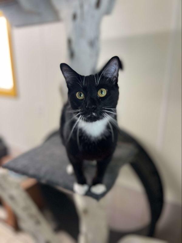 Bobby Sox, Adopted, Young Male American Shorthair.