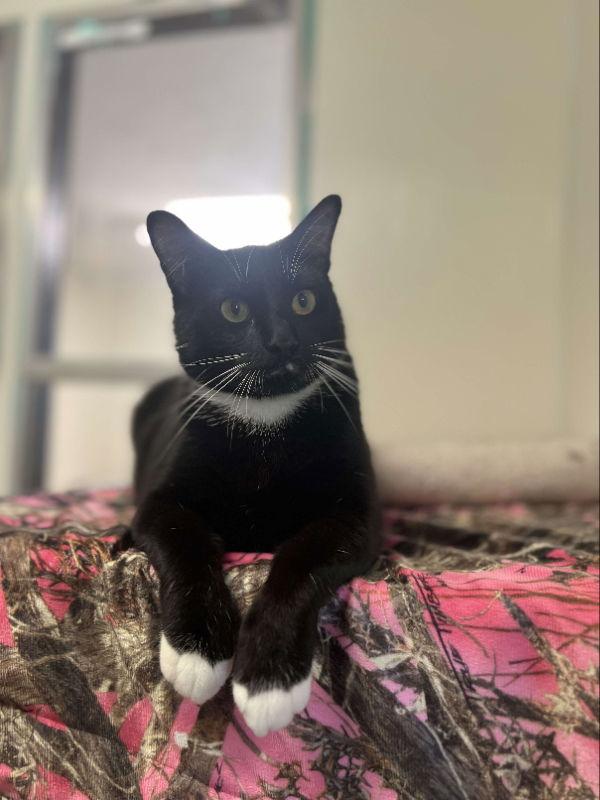 Bobby Sox, a Adopted American Shorthair in Du Quoin, IL image 2/2