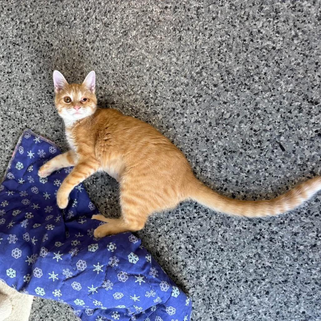 Enlarge Butterfly, a Adoptable Domestic Medium Hair in Mondovi, WI image 1/2