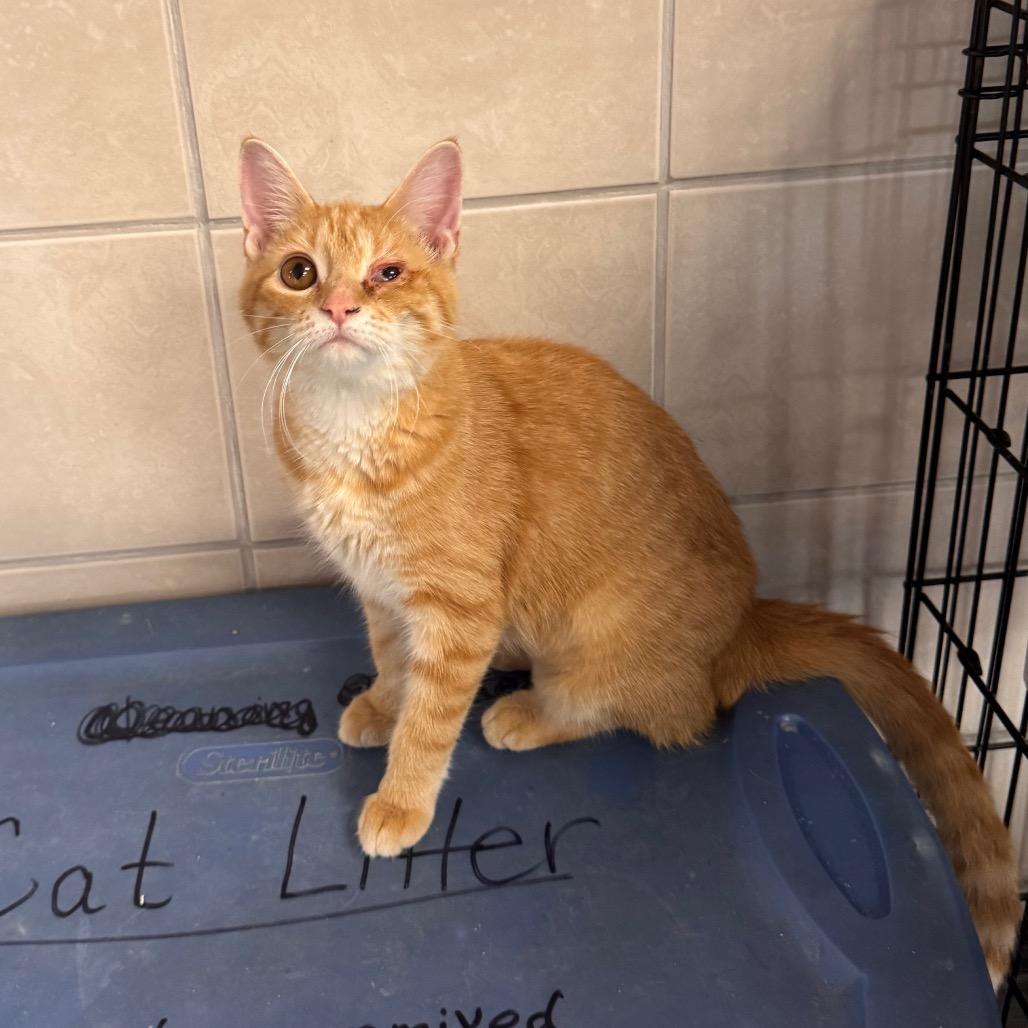 Enlarge Butterfly, a Adoptable Domestic Medium Hair in Mondovi, WI image 2/2