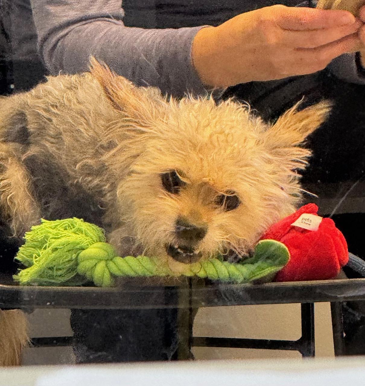 Benjamin, Adoptable, Young Male Yorkshire Terrier & Dachshund.