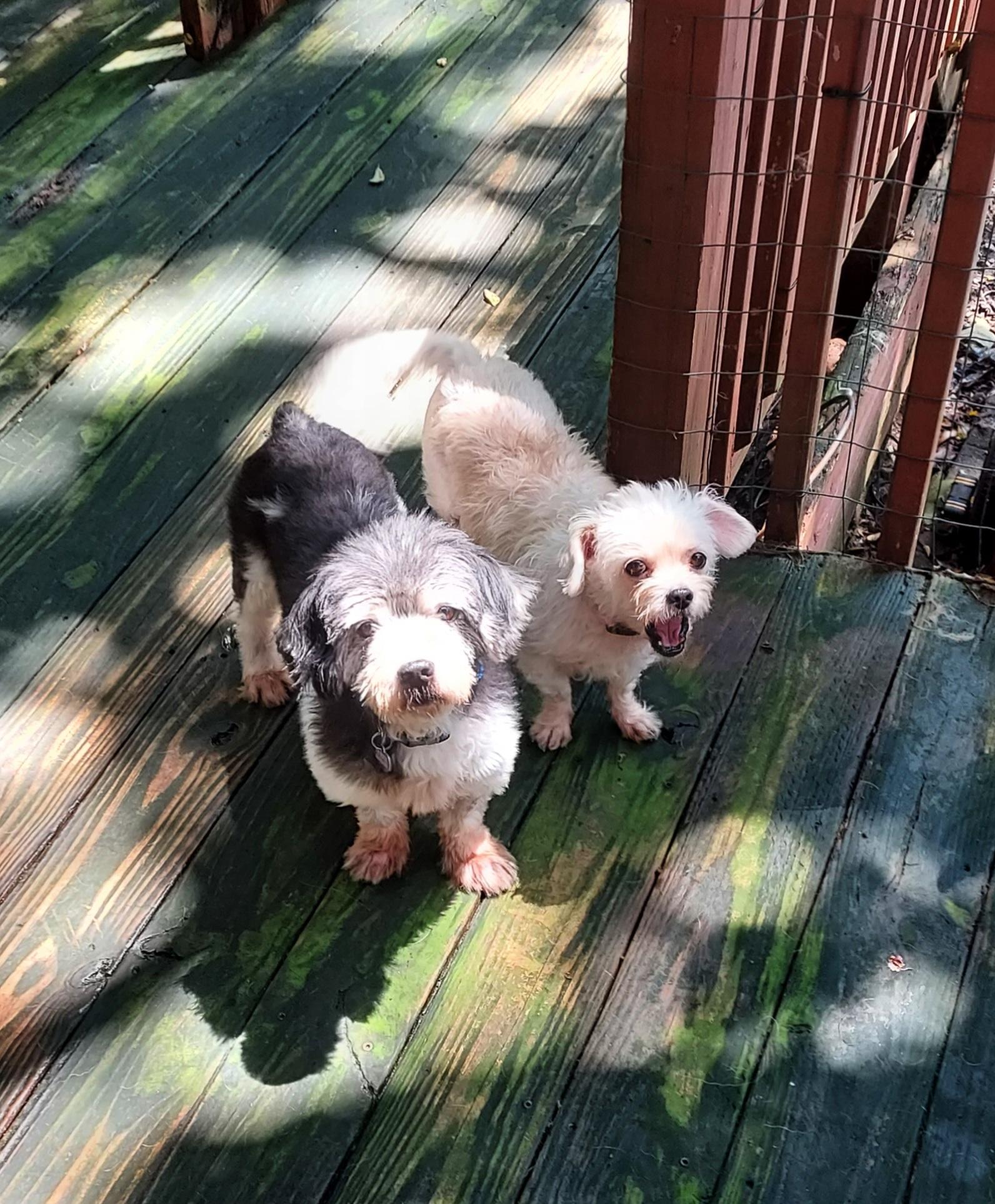 Enlarge Elbie LB, a Adoptable Miniature Poodle in Ellijay, GA image 5/5