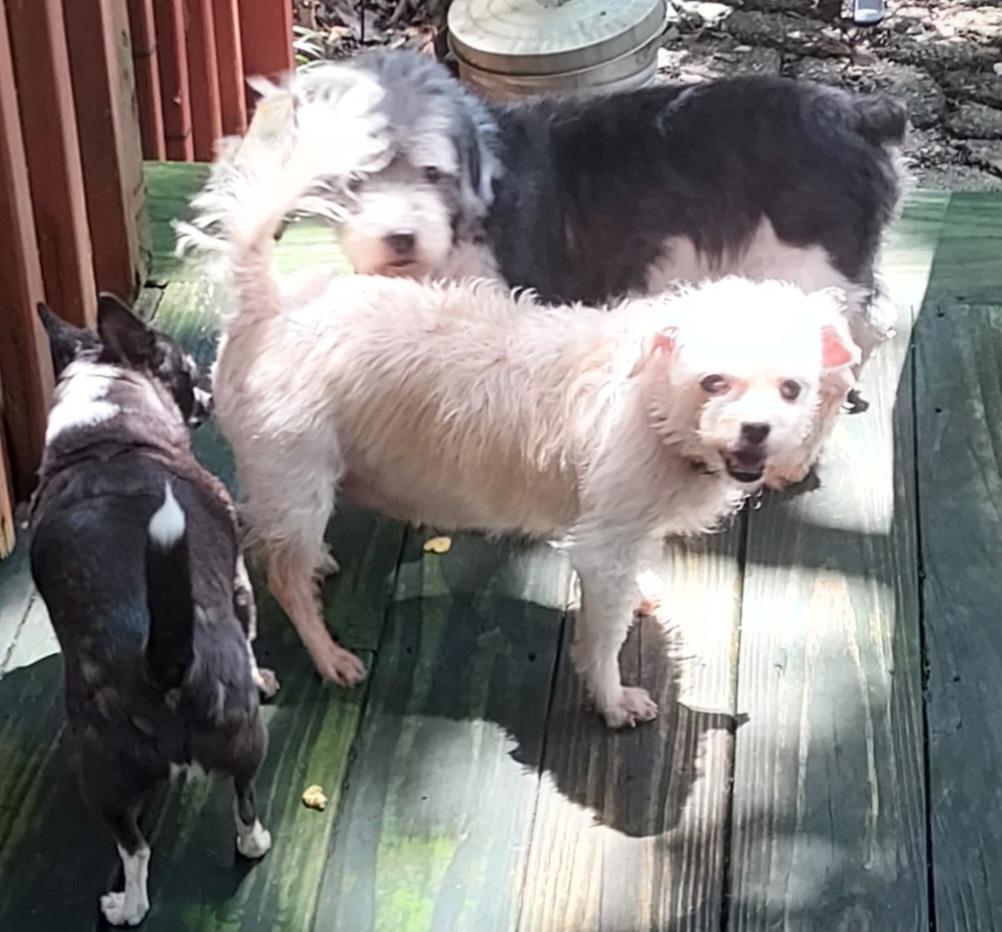 Enlarge Elbie LB, a Adoptable Miniature Poodle in Ellijay, GA image 1/5