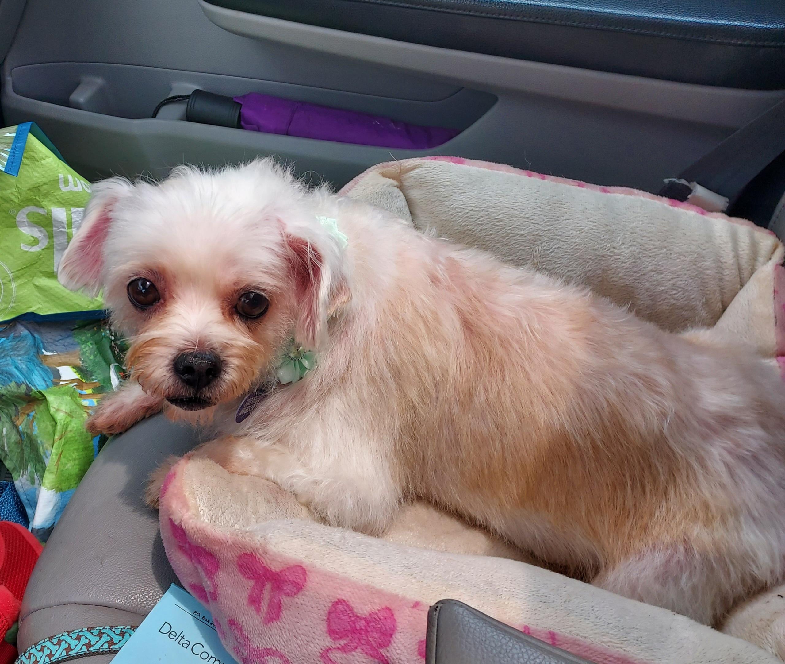 Enlarge Elbie LB, a Adoptable Miniature Poodle in Ellijay, GA image 4/5