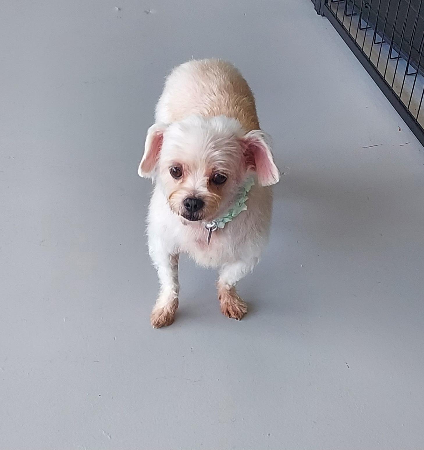 Enlarge Elbie LB, a Adoptable Miniature Poodle in Ellijay, GA image 2/5