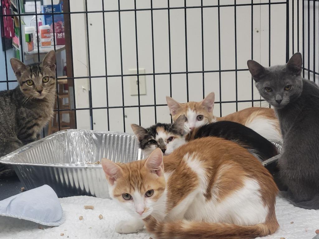 Enlarge Diesel, a Adoptable mixed breed in Rome, GA image 1/2