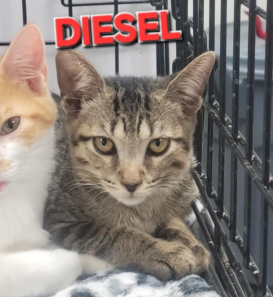 Enlarge Diesel, a Adoptable mixed breed in Rome, GA image 2/2