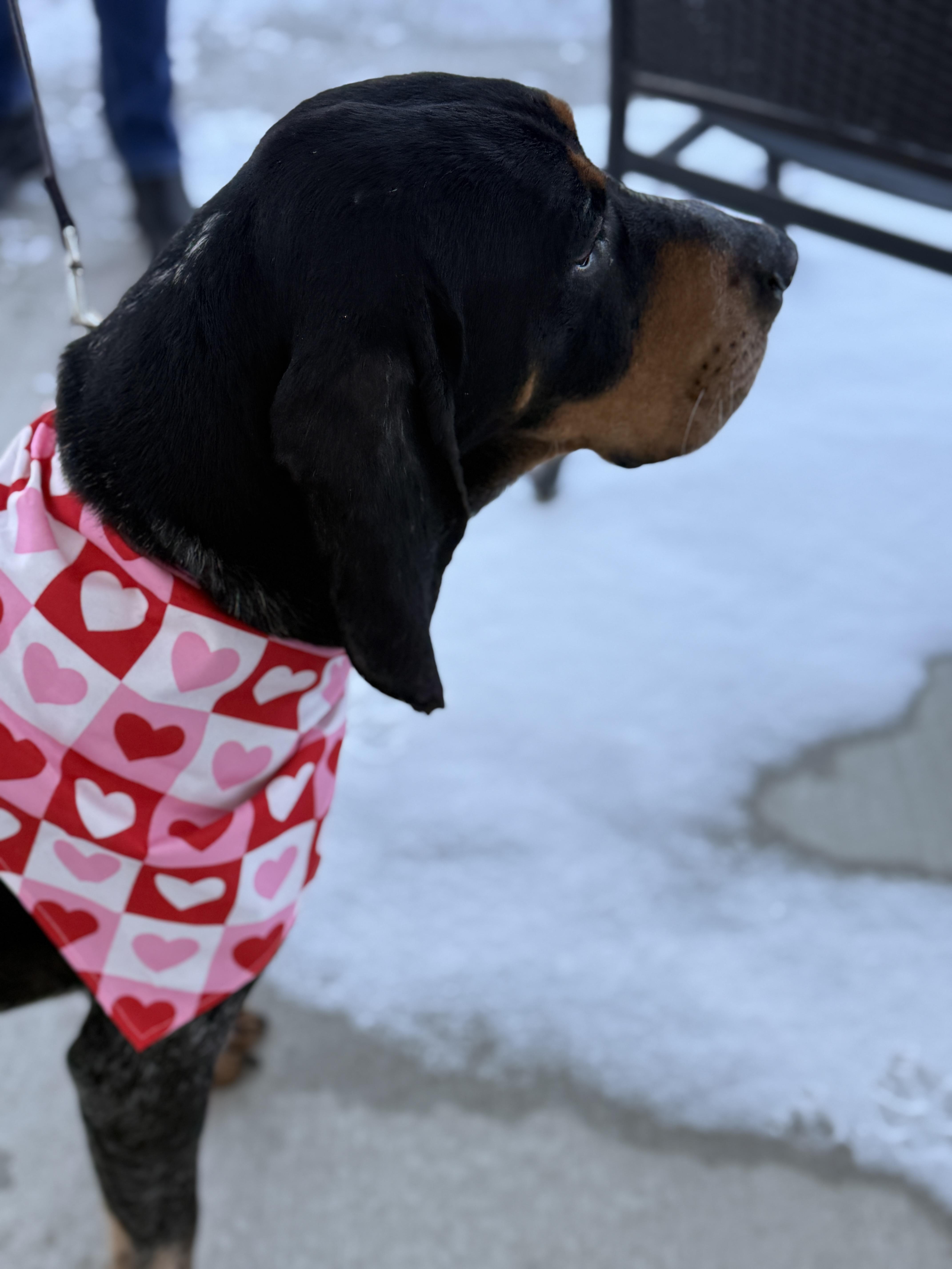 Enlarge Bingo, an adopted Bluetick Coonhound in Alpena, MI image 2/3