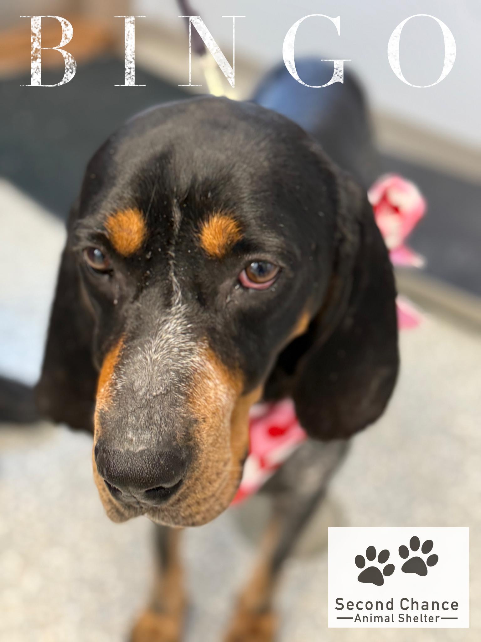 Enlarge Bingo, an adopted Bluetick Coonhound in Alpena, MI image 1/3