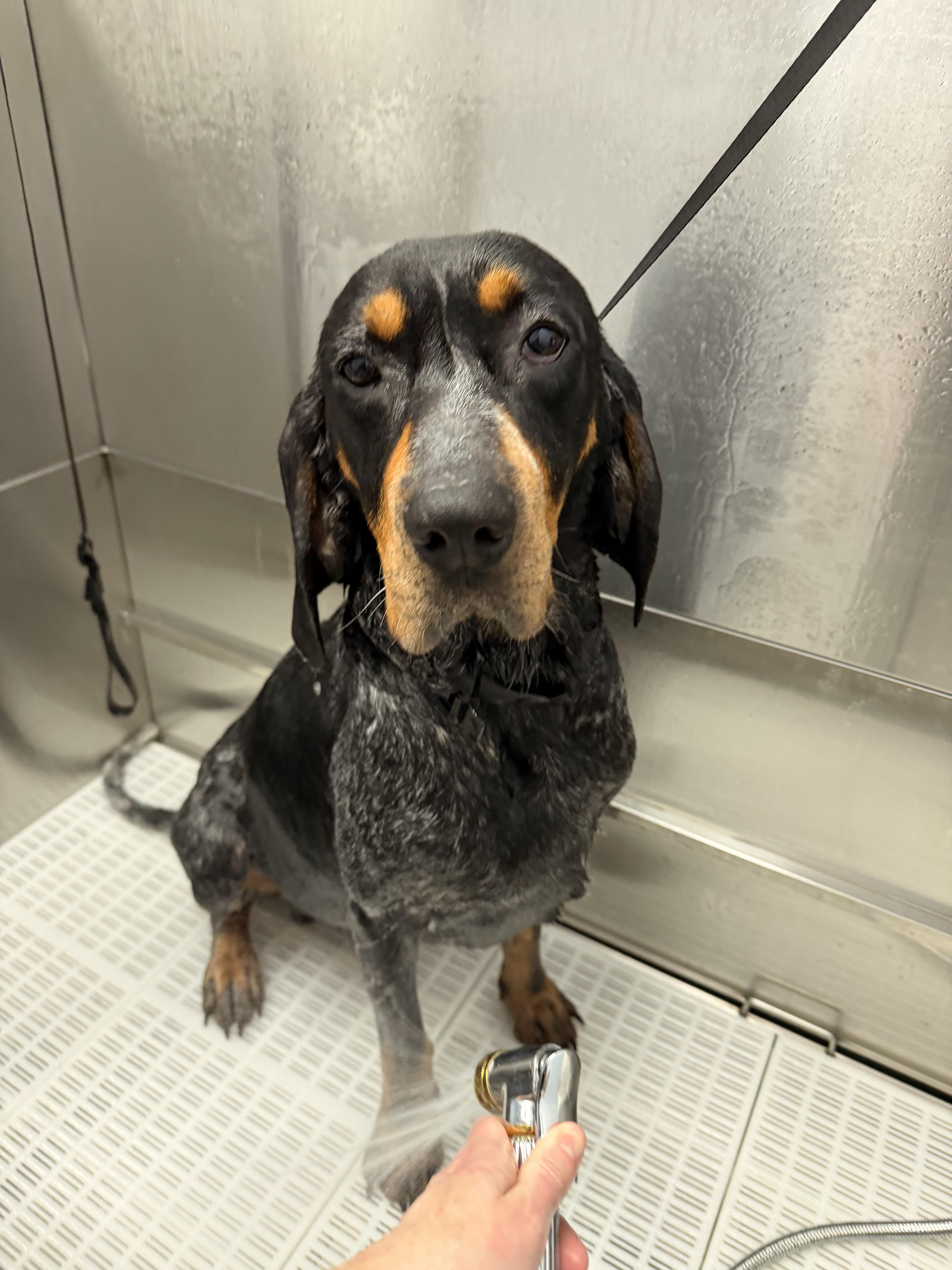 Enlarge Bingo, an adopted Bluetick Coonhound in Alpena, MI image 3/3