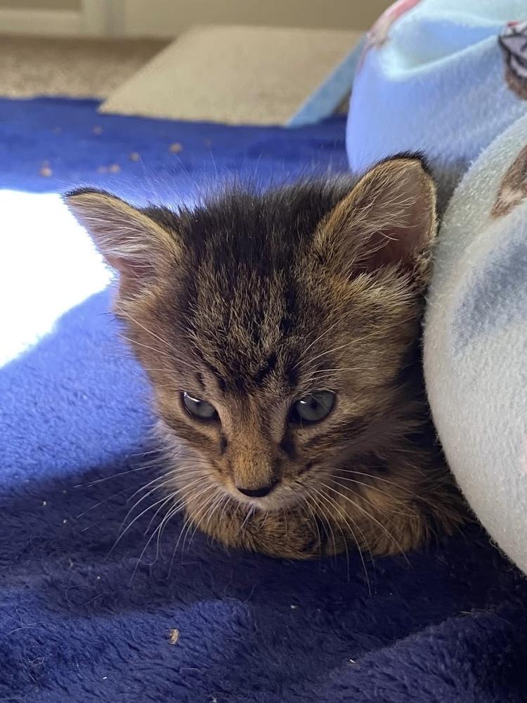 Enlarge Dr. Pepper, a Adoptable mixed breed in Poplar Grove, IL image 3/6