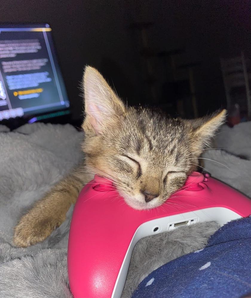 Enlarge Dr. Pepper, a Adoptable mixed breed in Poplar Grove, IL image 4/6