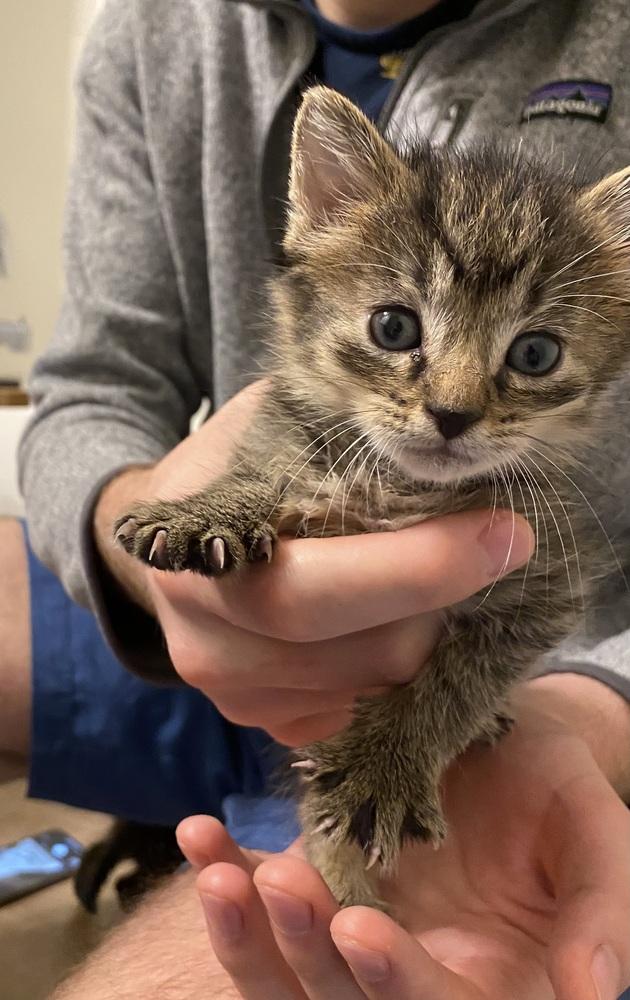 Enlarge Dr. Pepper, a Adoptable mixed breed in Poplar Grove, IL image 5/6