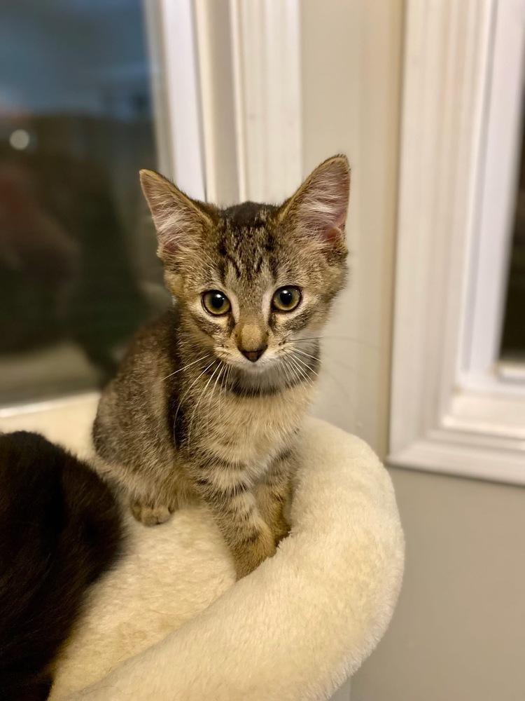 Enlarge Dr. Pepper, a Adoptable mixed breed in Poplar Grove, IL image 6/6