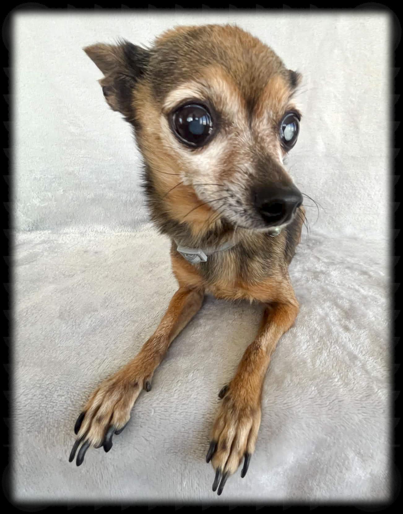 Ella Belle, a ADOPTABLE Chihuahua in Apple Valley, CA image 3/4