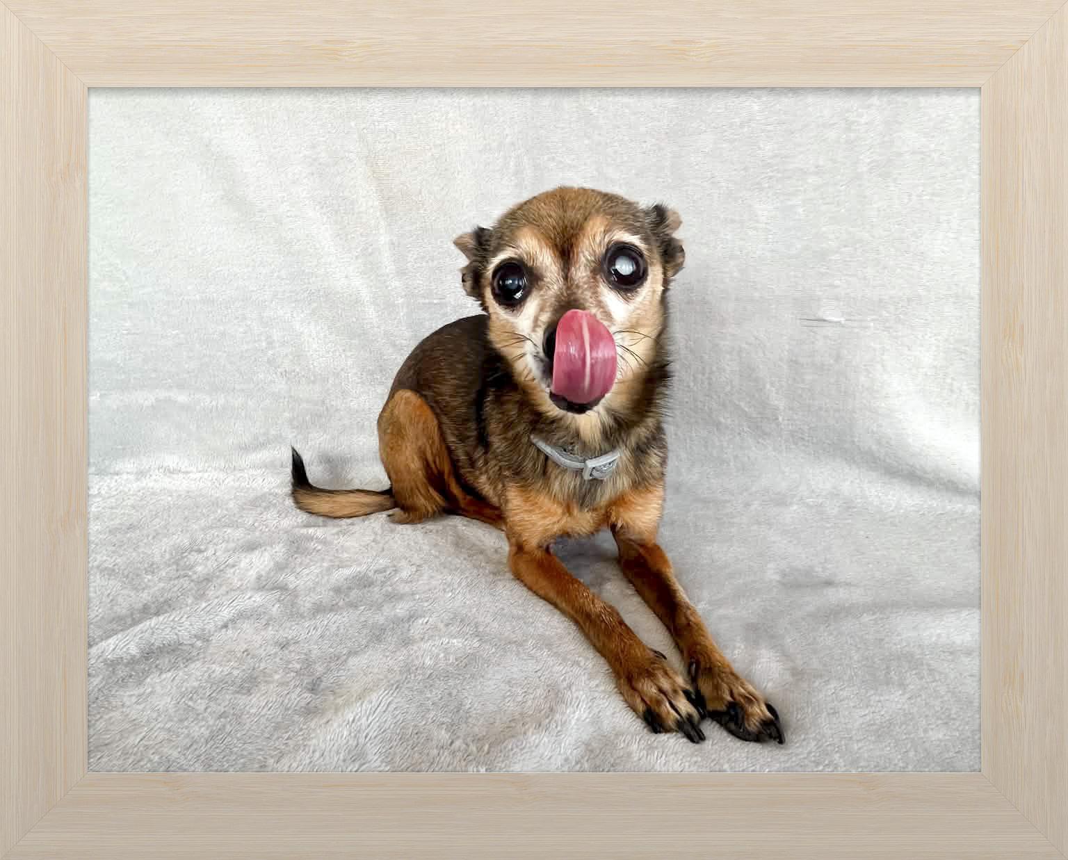 Ella Belle, a ADOPTABLE Chihuahua in Apple Valley, CA image 2/4